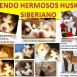 Vendo Hermosos Husky Siberiano